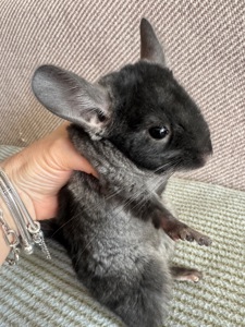 Шиншила хлопчик