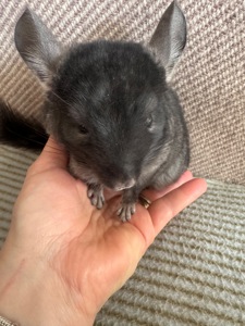 Шиншила хлопчик