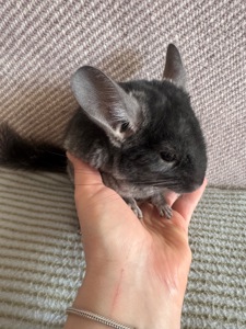 Шиншила хлопчик