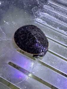 Черепаха Емідура Emydura subglobosa