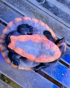 Черепаха Емідура Emydura subglobosa