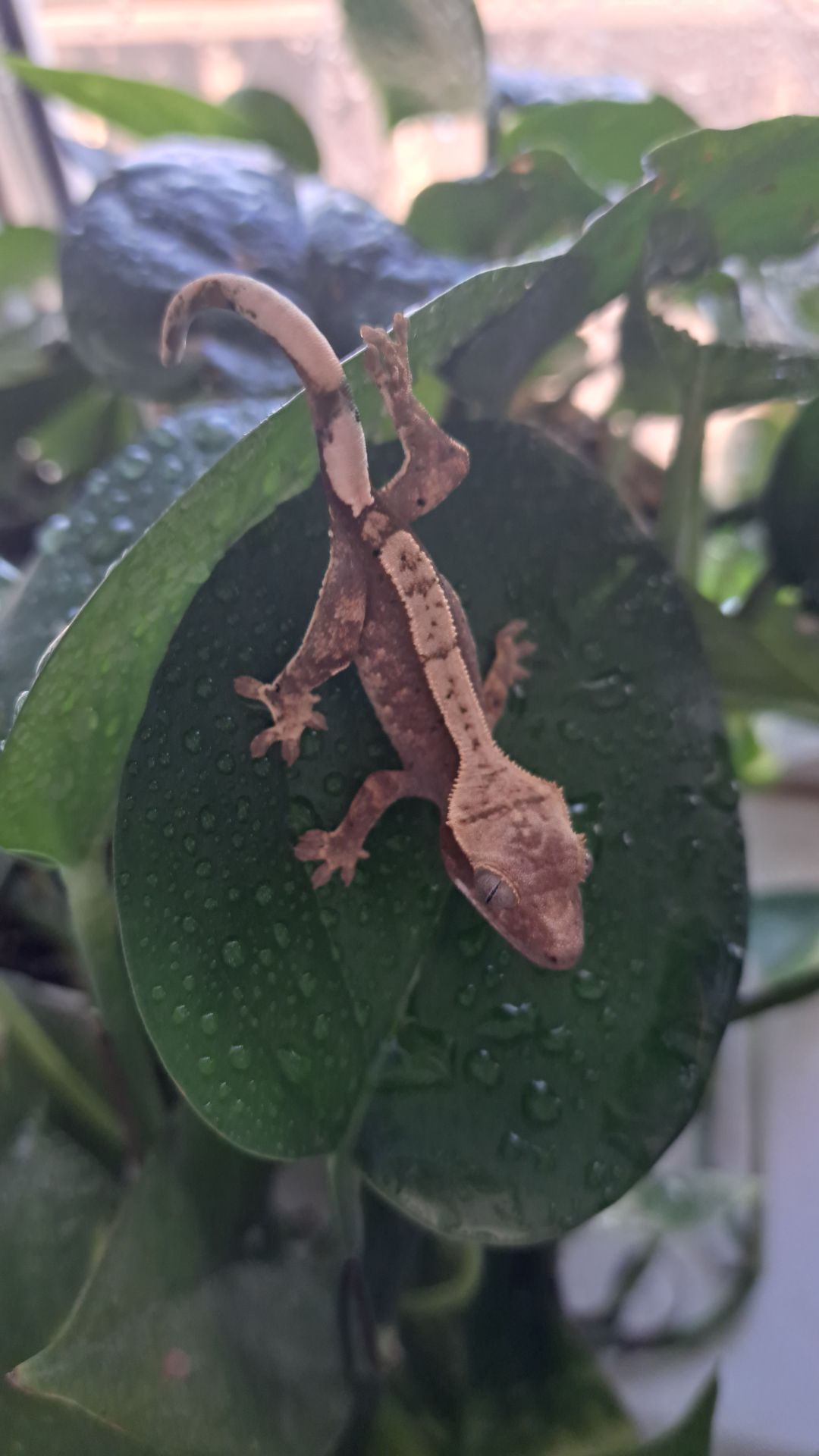 Війчастий бананоїд