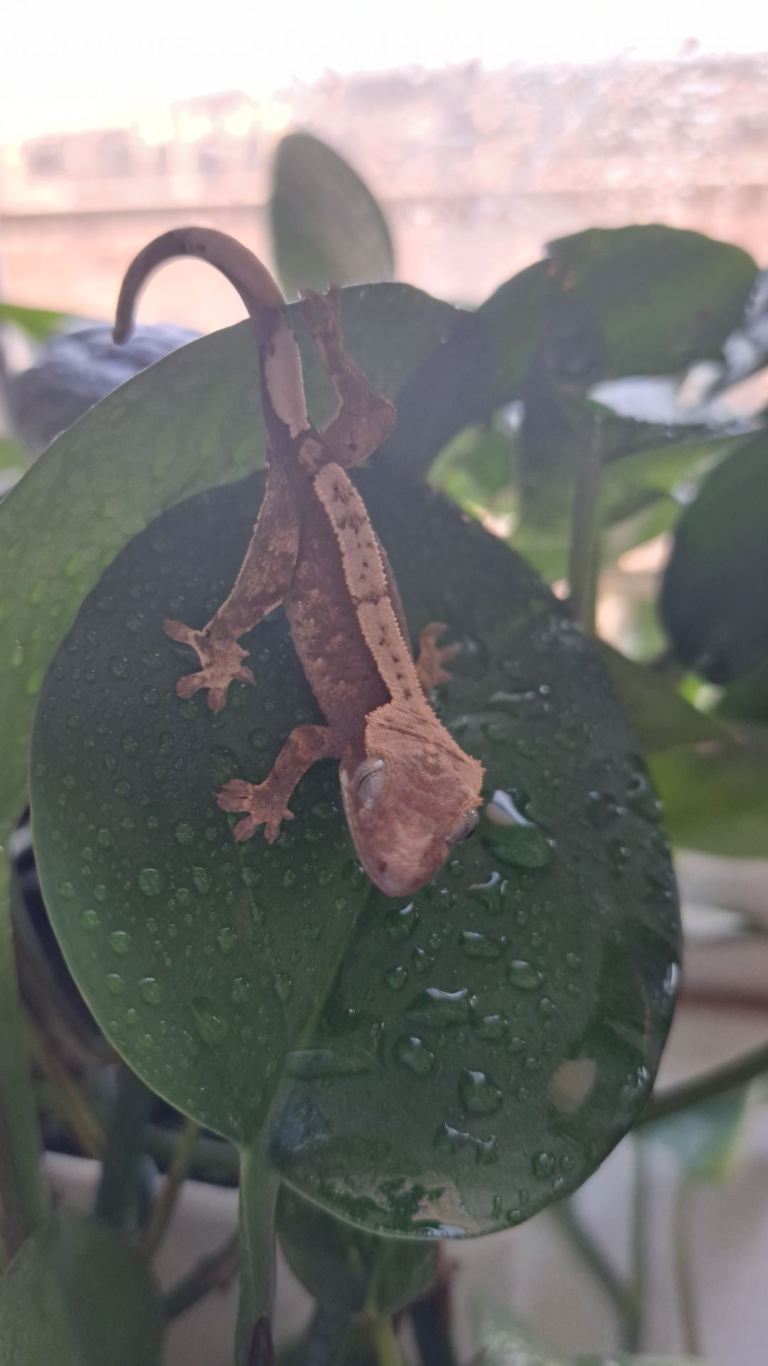 Війчастий бананоїд