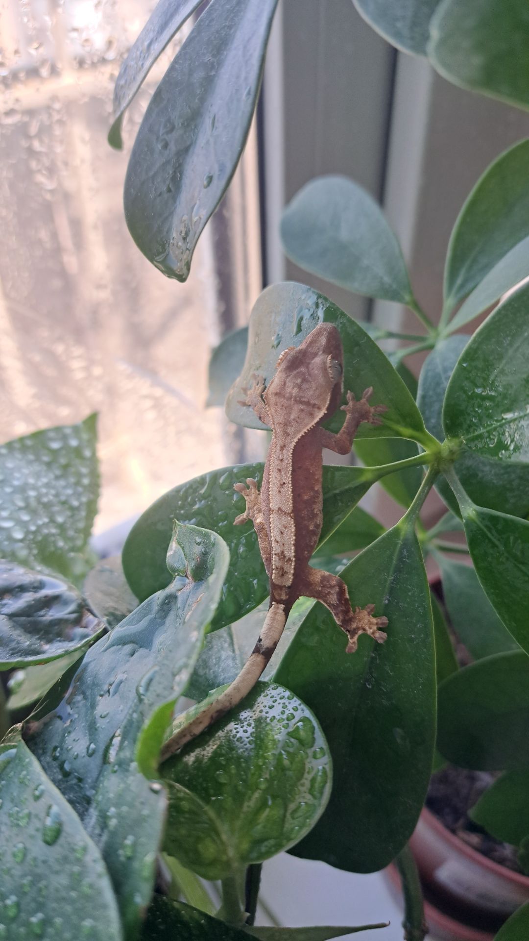 Війчастий бананоїд