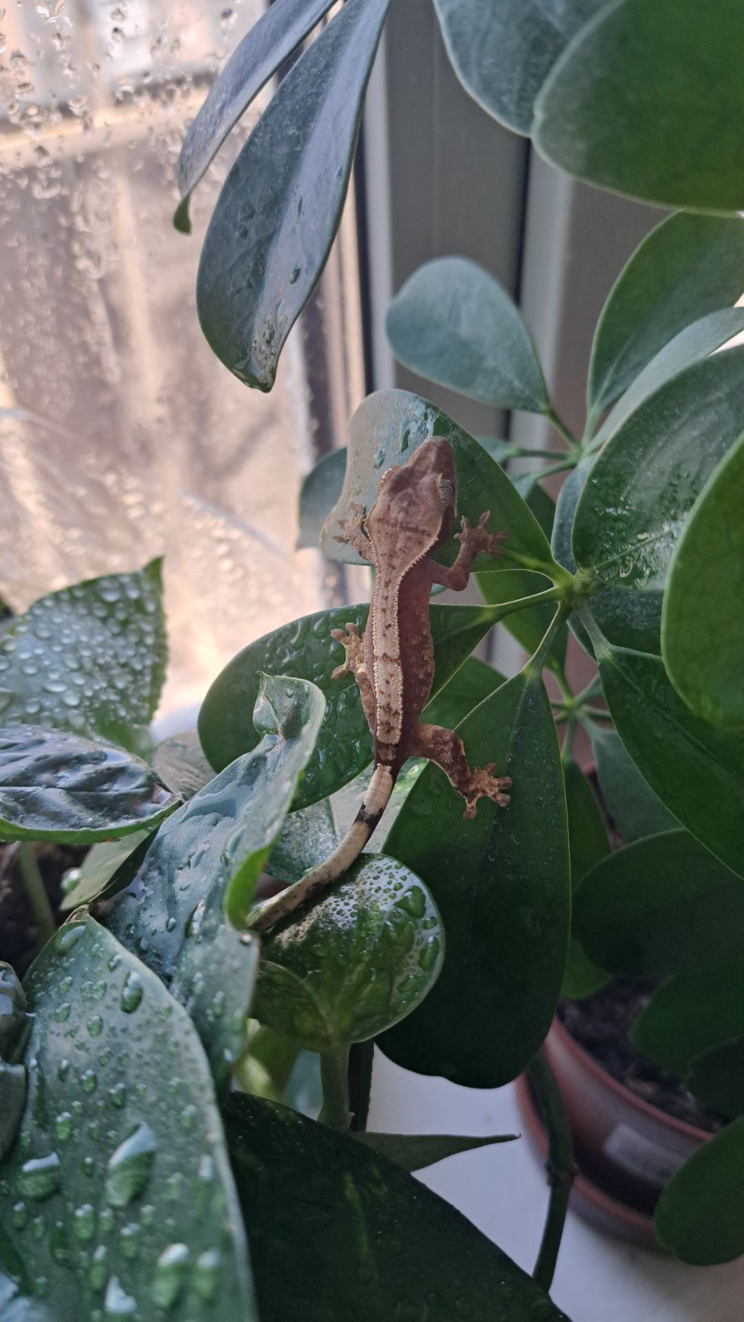 Війчастий бананоїд