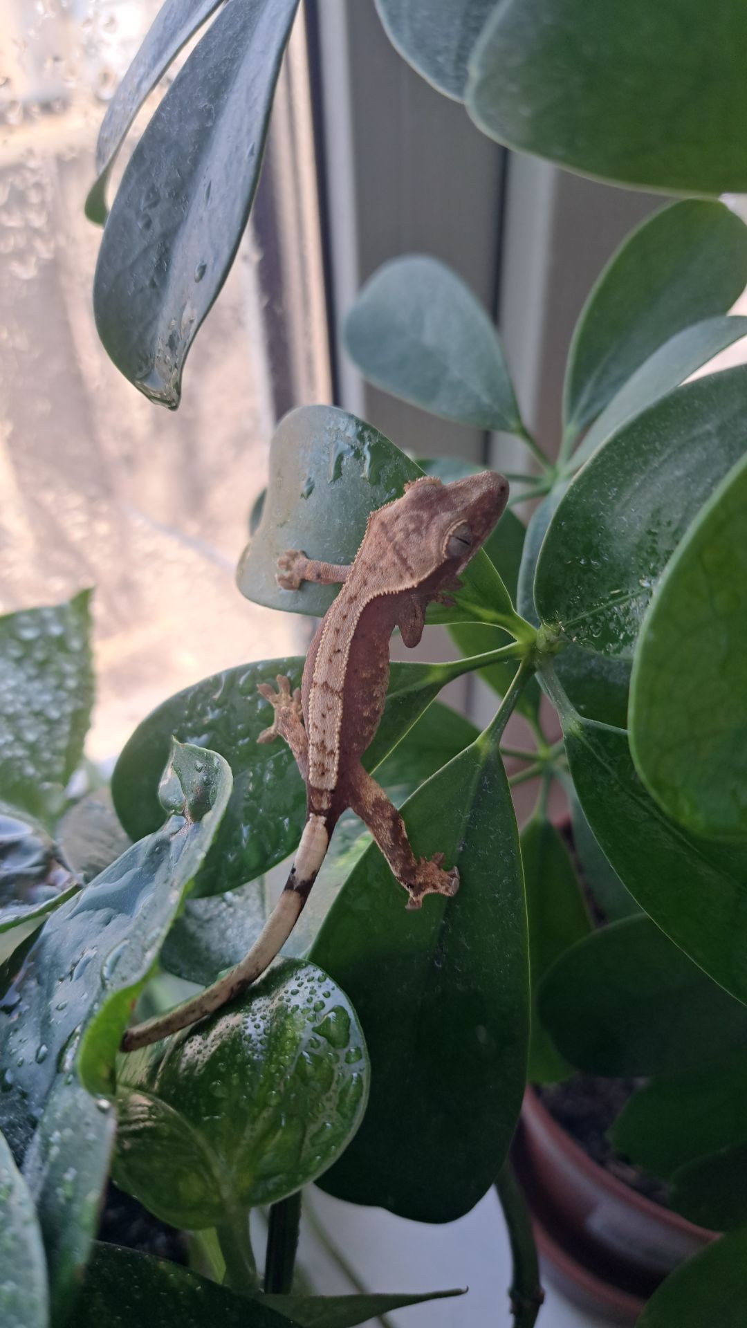 Війчастий бананоїд