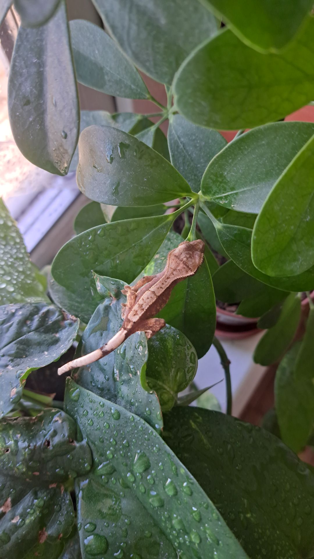 Війчастий бананоїд