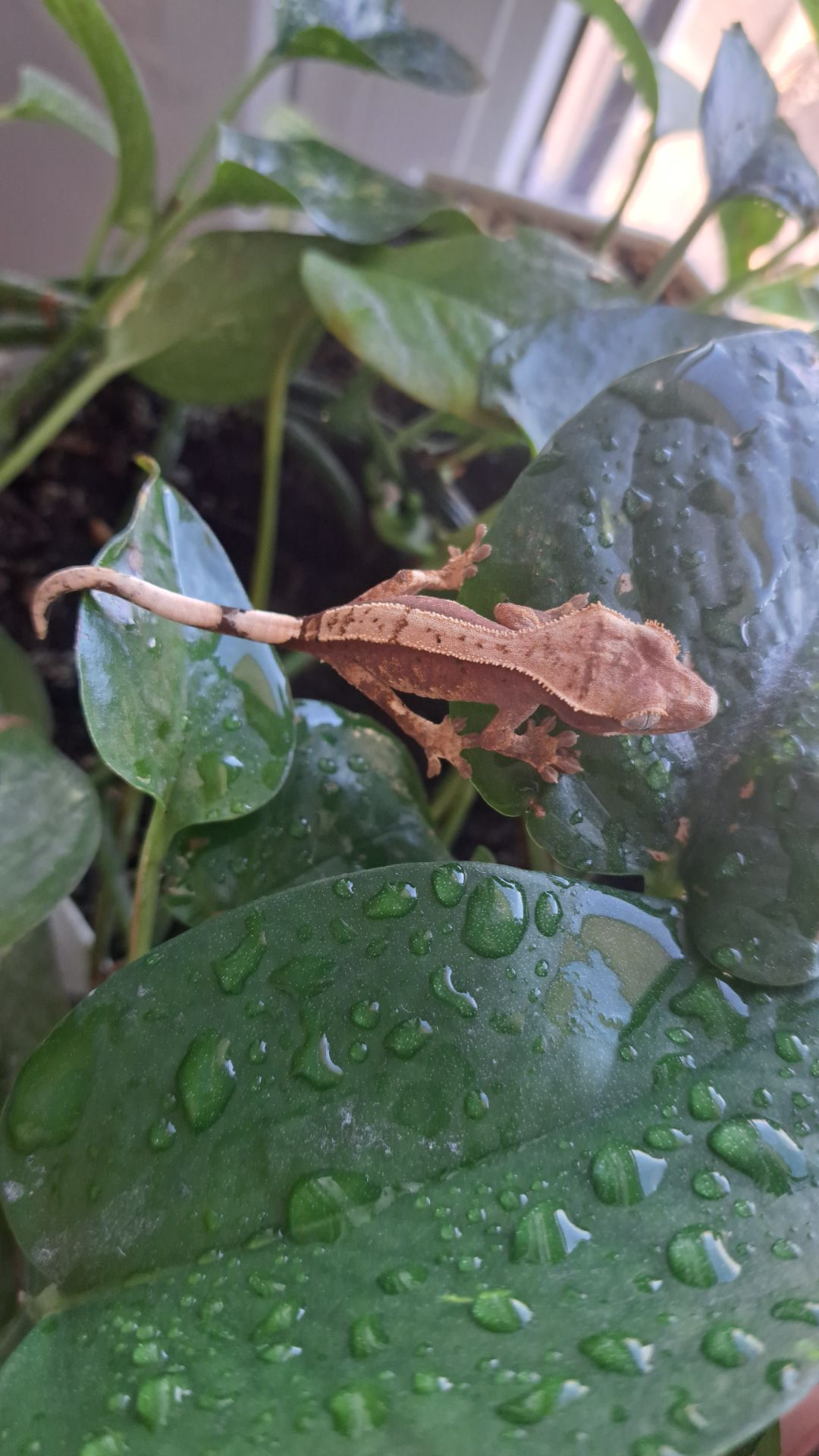 Війчастий бананоїд