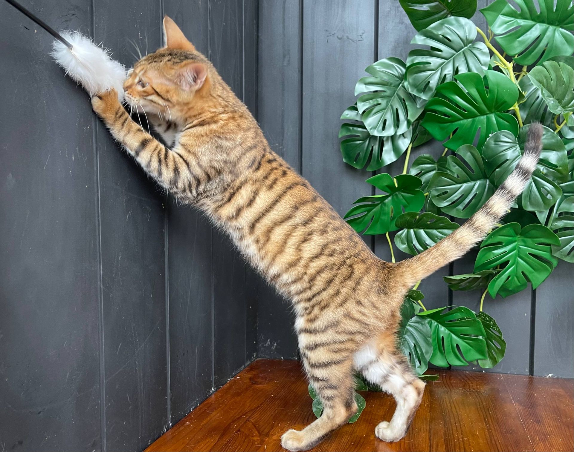 Дівчинка породи Тойгер - Джумбалая