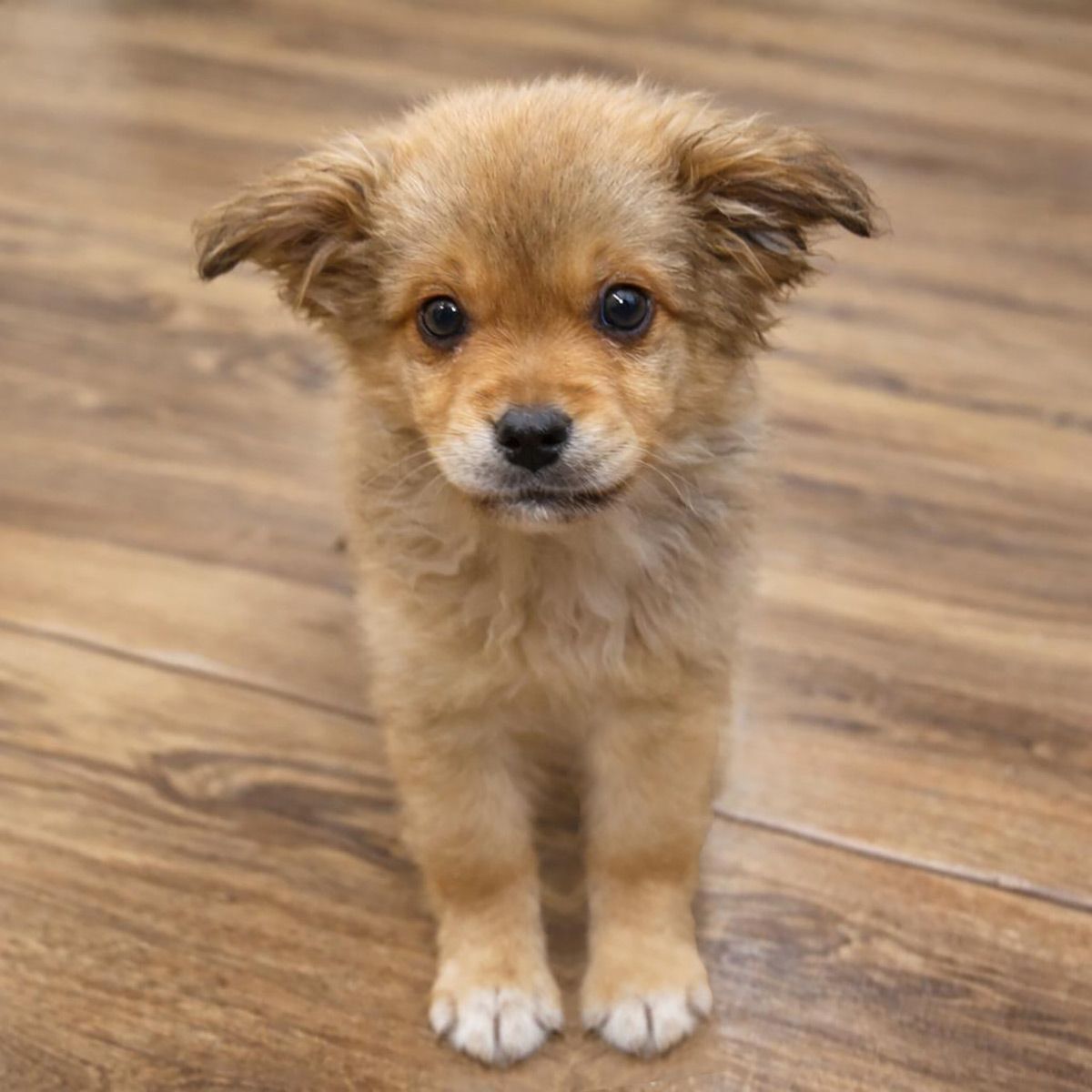 цуценя Раллі, 2 місяці