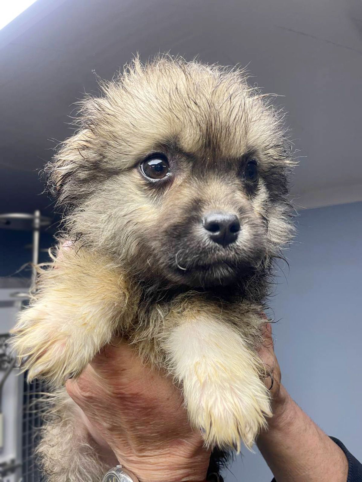 цуценя Біллі, 2 міс