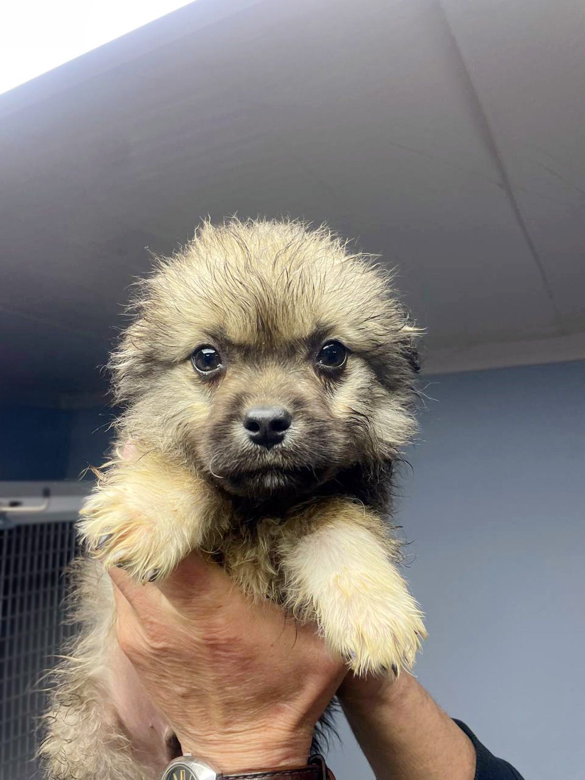 цуценя Біллі, 2 міс