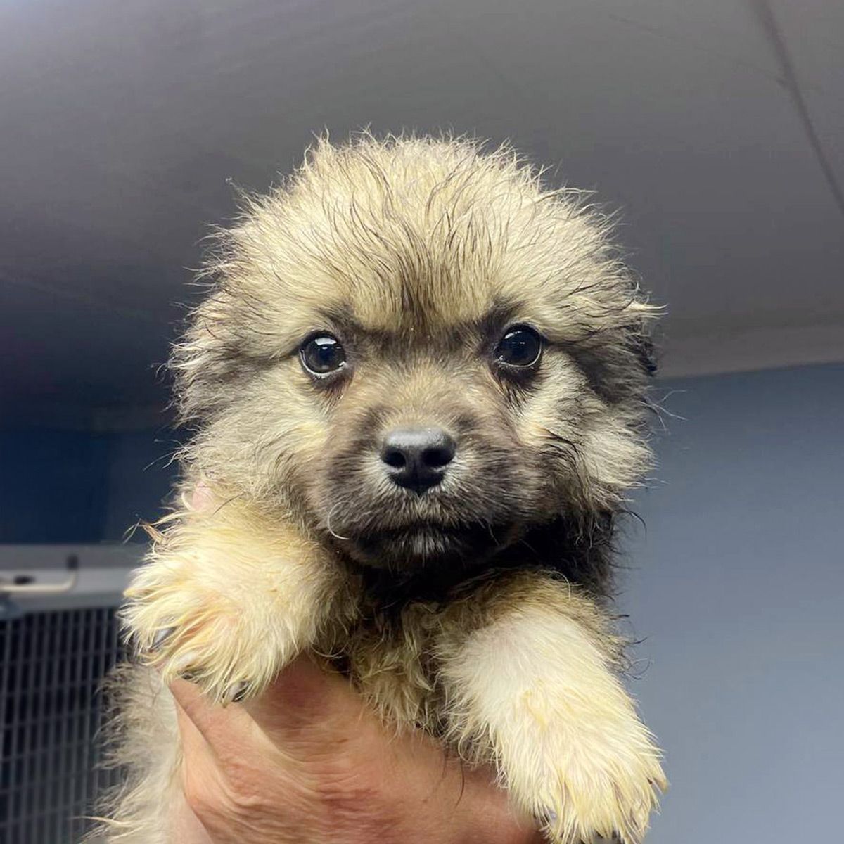 цуценя Біллі, 2 міс