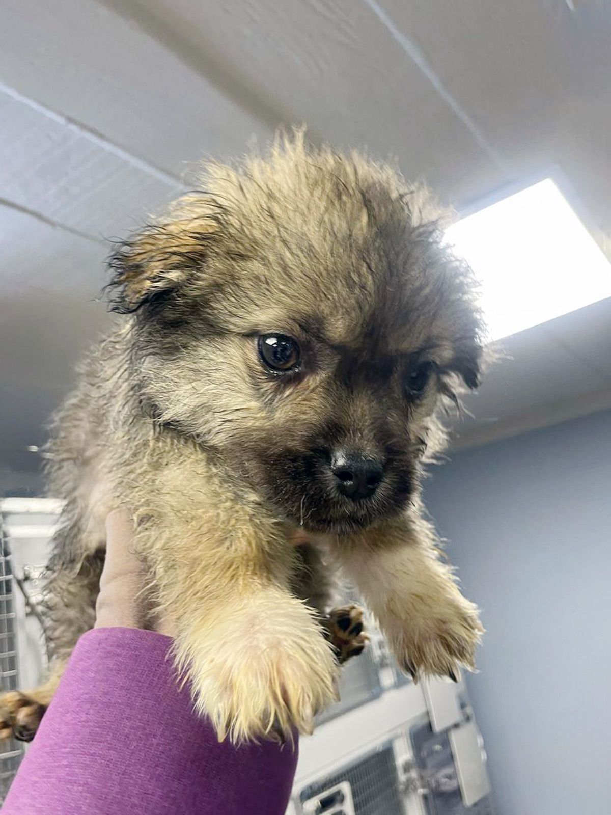 цуценя Біллі, 2 міс