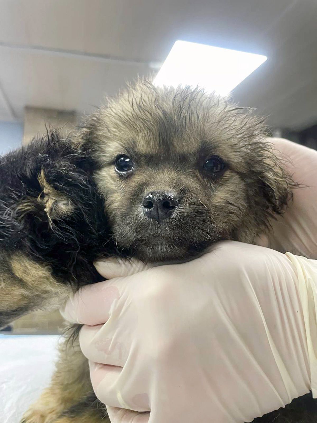 цуценя Біллі, 2 міс