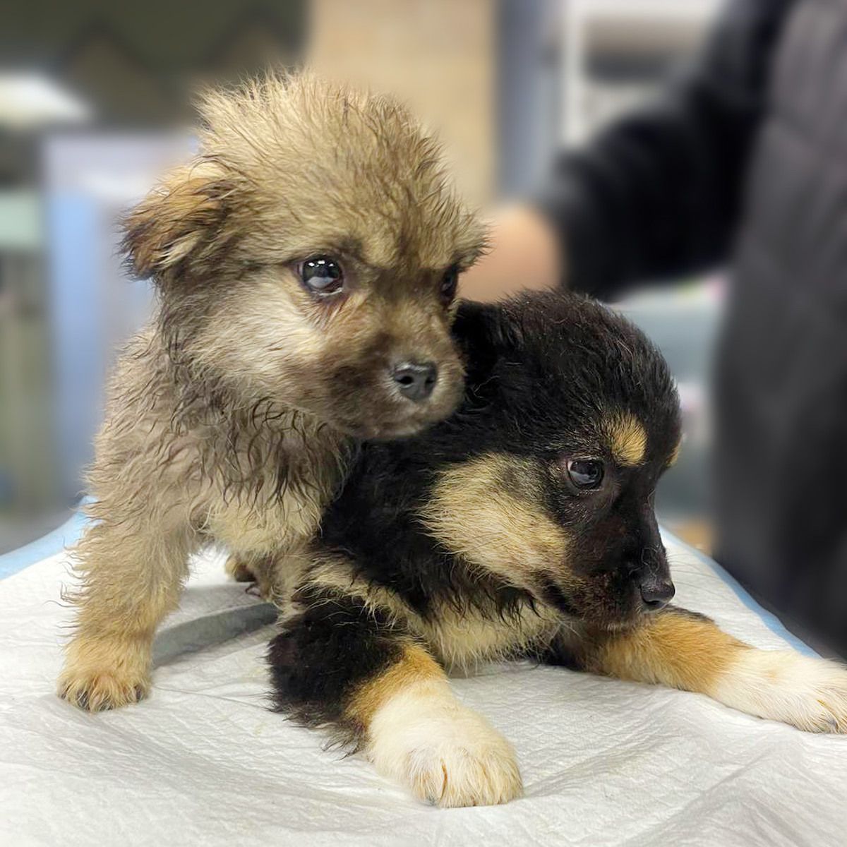 цуценя Черрі, 2 міс