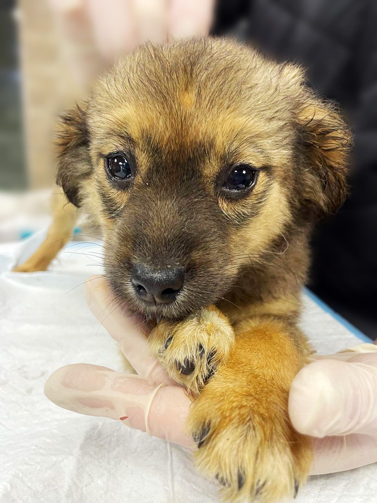 цуценя Шакіра, 2 міс