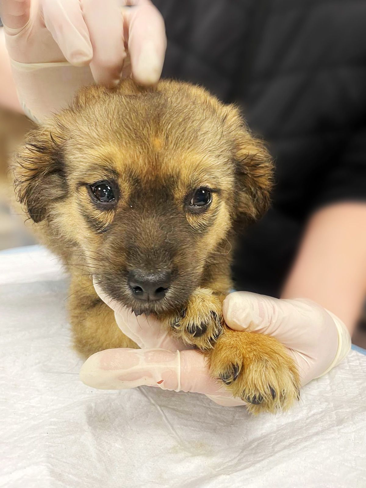 цуценя Шакіра, 2 міс