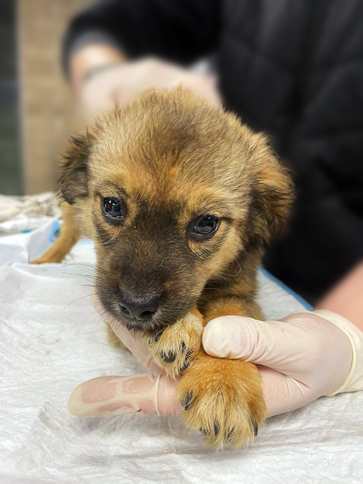 цуценя Шакіра, 2 міс