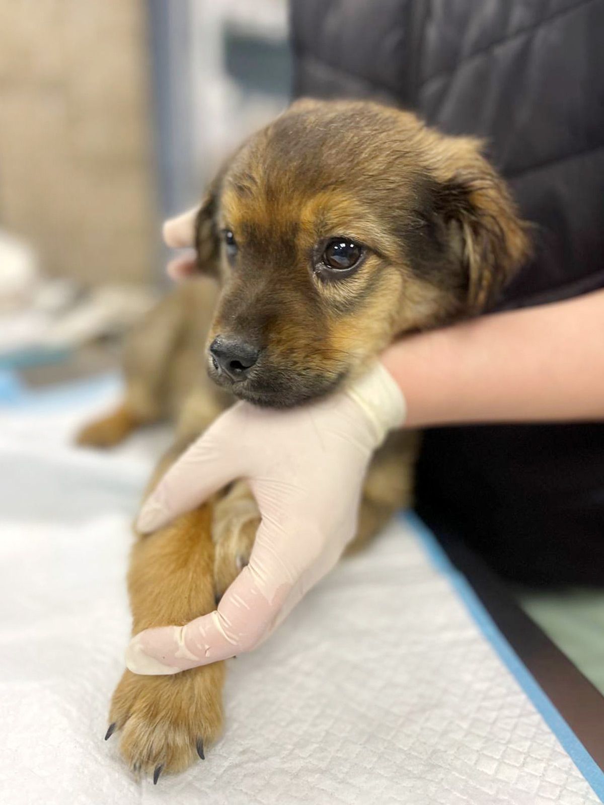 цуценя Віллі, 2 міс