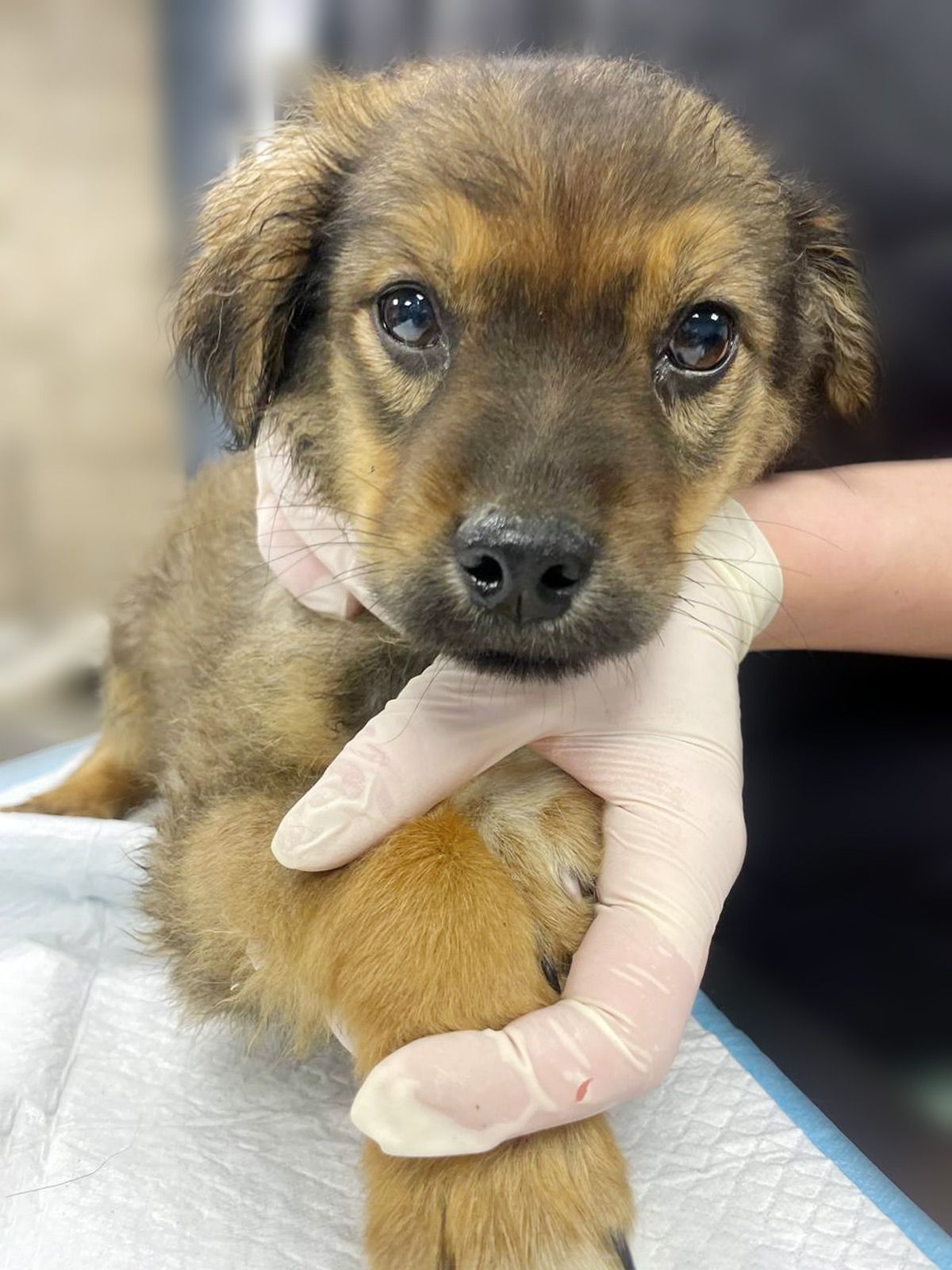 цуценя Віллі, 2 міс