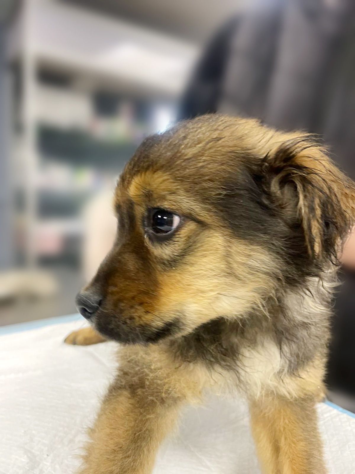 цуценя Віллі, 2 міс