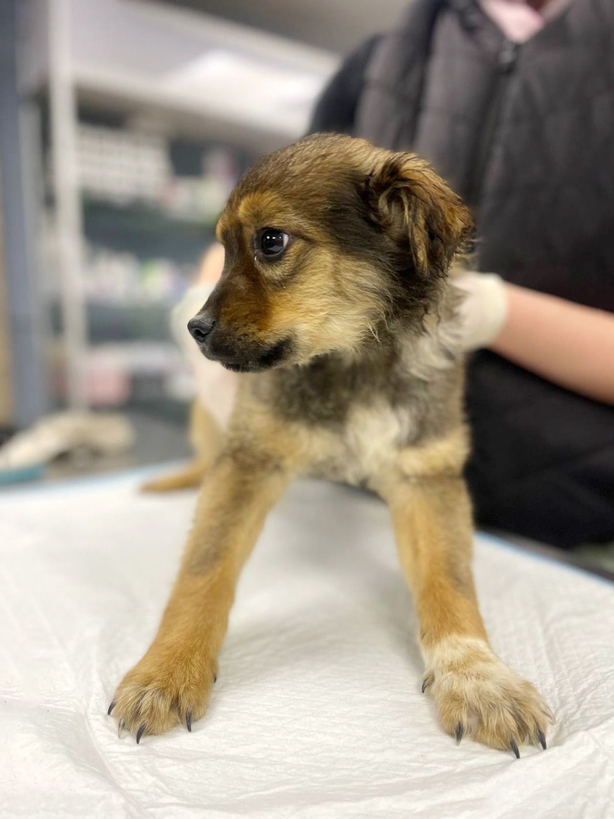 цуценя Віллі, 2 міс