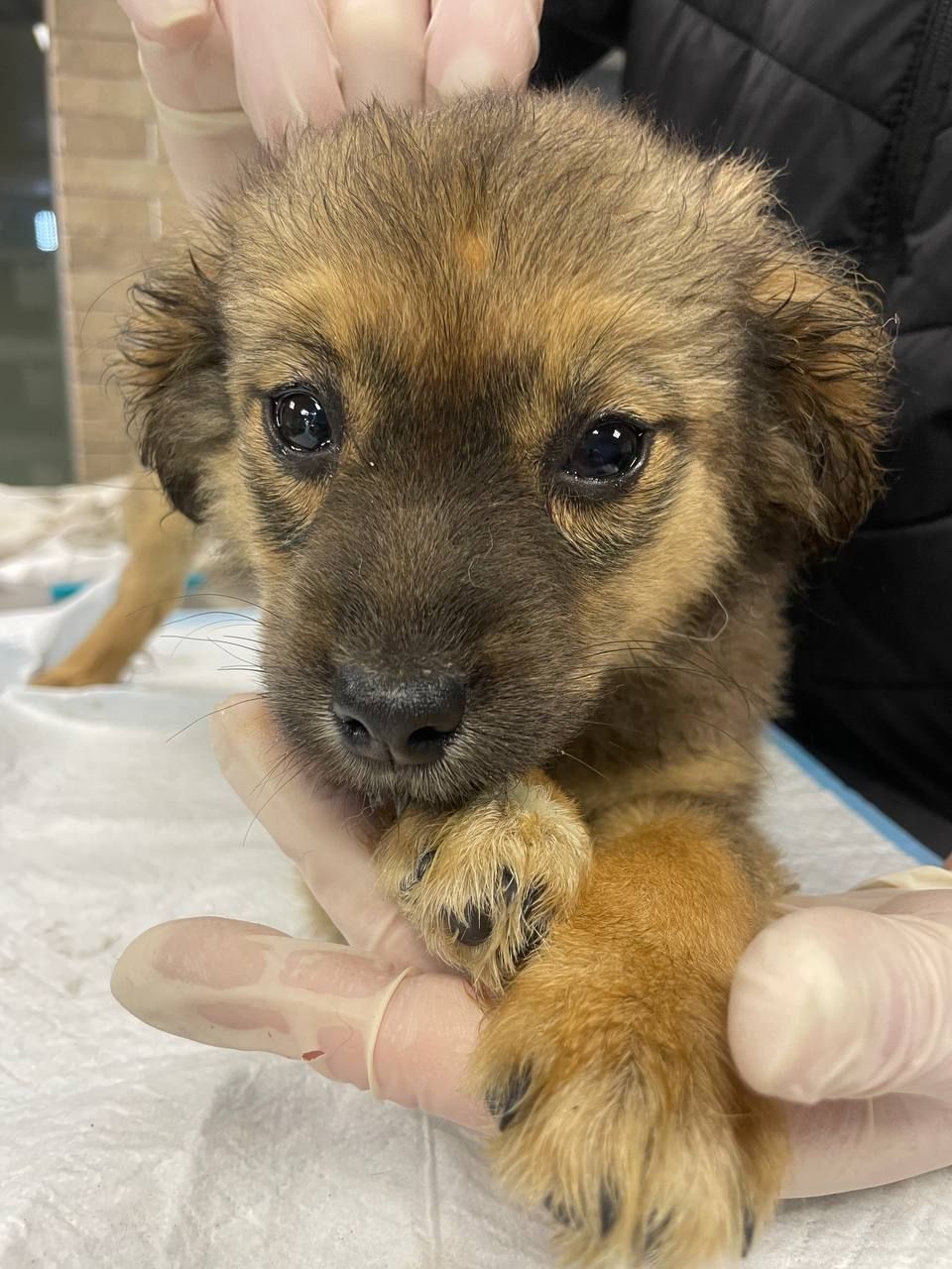 цуценя Шакіра, 2 міс