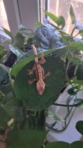 Війчастий бананоїд