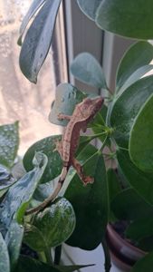 Війчастий бананоїд