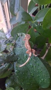 Війчастий бананоїд