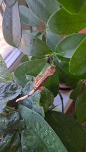 Війчастий бананоїд