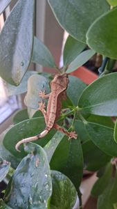 Війчастий бананоїд