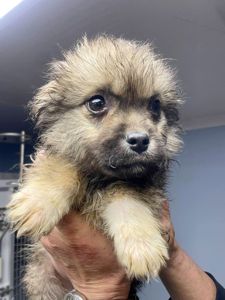 цуценя Біллі, 2 міс