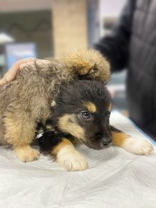 цуценя Черрі, 2 міс