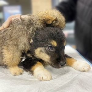 цуценя Черрі, 2 міс