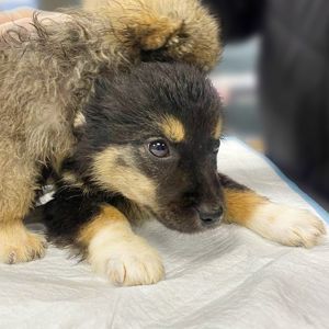 цуценя Черрі, 2 міс