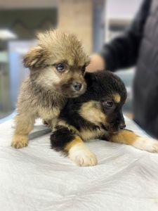 цуценя Черрі, 2 міс