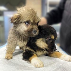 цуценя Черрі, 2 міс