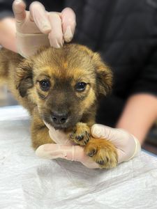 цуценя Шакіра, 2 міс