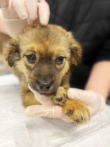 цуценя Шакіра, 2 міс