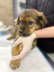 цуценя Віллі, 2 міс