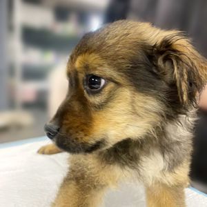 цуценя Віллі, 2 міс