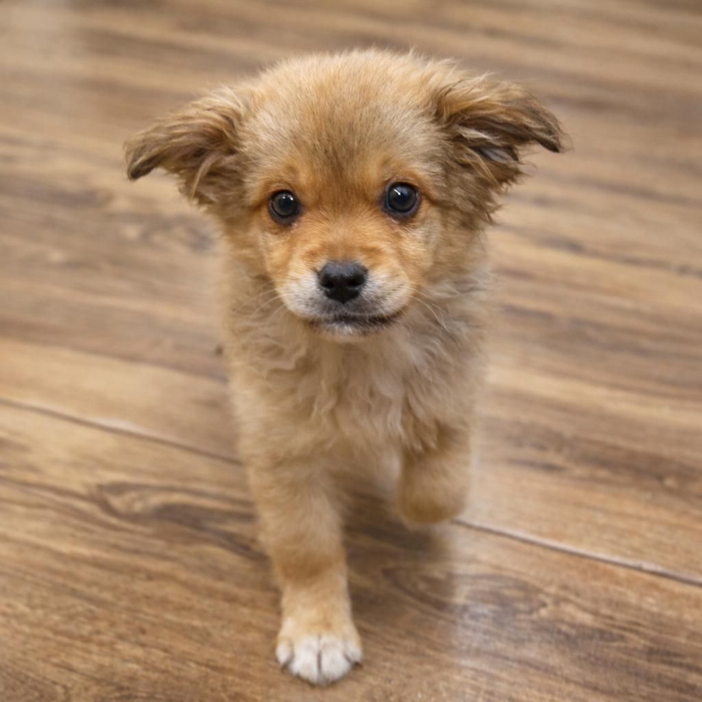 цуценя Раллі, 2 місяці