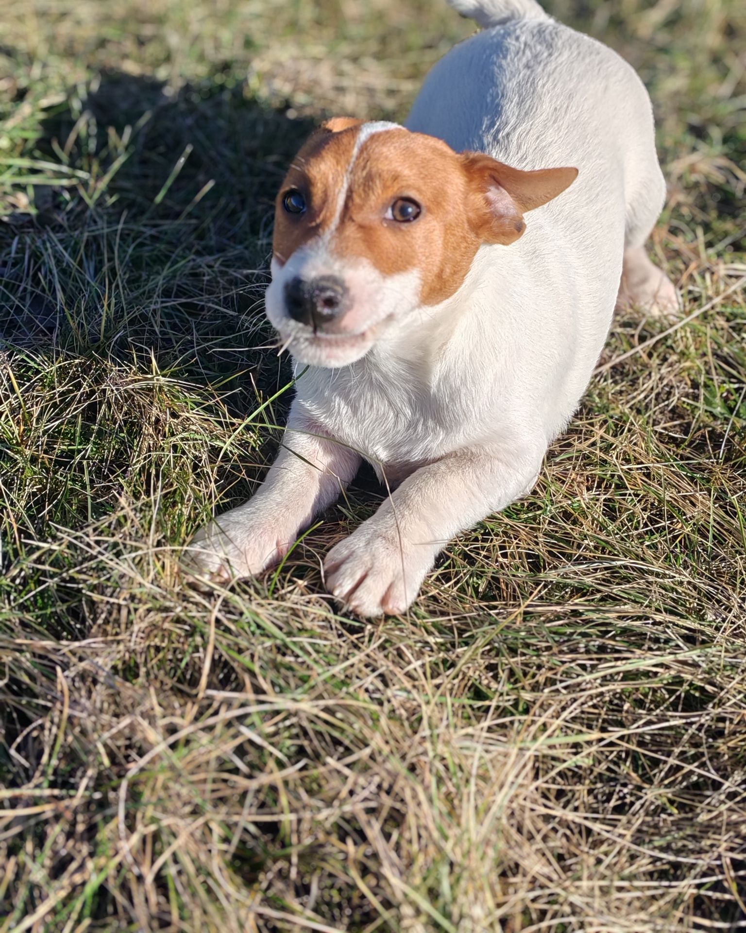 Цуценя Джек рассел тер'єр хлопчик