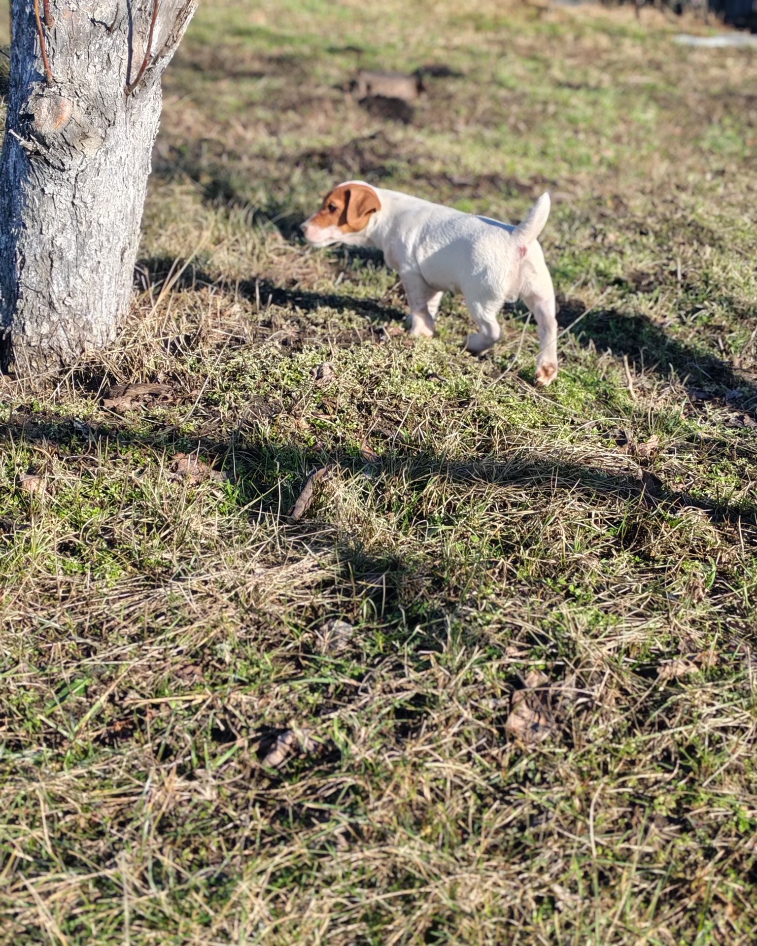 Цуценя Джек рассел тер'єр хлопчик