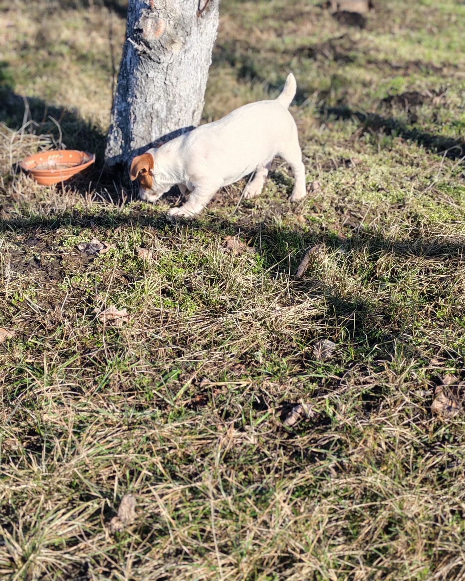 Цуценя Джек рассел тер'єр хлопчик