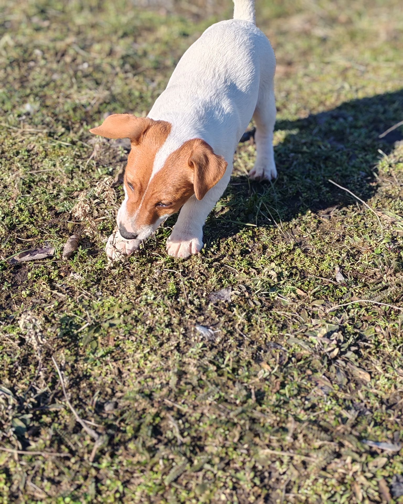 Цуценя Джек рассел тер'єр хлопчик