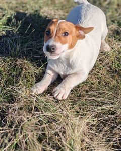 Цуценя Джек рассел тер'єр хлопчик