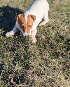 Цуценя Джек рассел тер'єр хлопчик